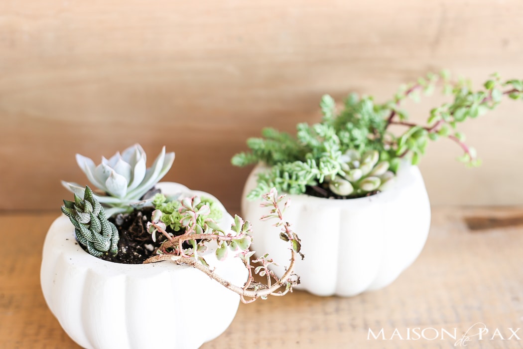Looking for simple, easy fall decor? Try these fall succulent planters! A simple pumpkin vase makes for beautiful DIY fall decor. Click for the tutorial and tips to make them beautiful.