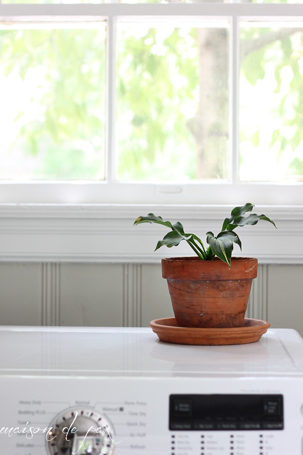 Indoor plant ideas- Maison de Pax