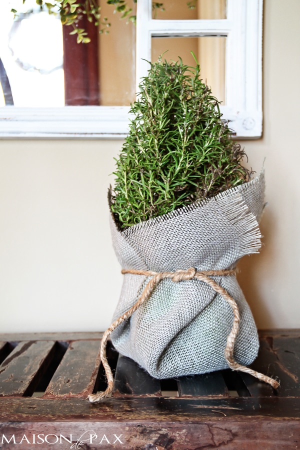 Burlap wrapped rosemary trees - great tutorial and perfect little holiday accents | via maisondepax.com #decor #plants #Christmas #tutorial #diy