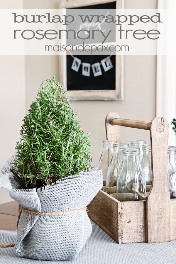 Burlap wrapped rosemary trees - great tutorial and perfect little holiday accents | via maisondepax.com #decor #plants #Christmas #tutorial #diy