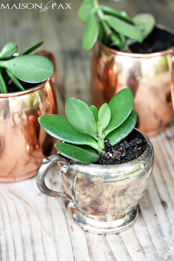 Close-up of mini succulent planters using a sugar bowl- Maison de Pax
