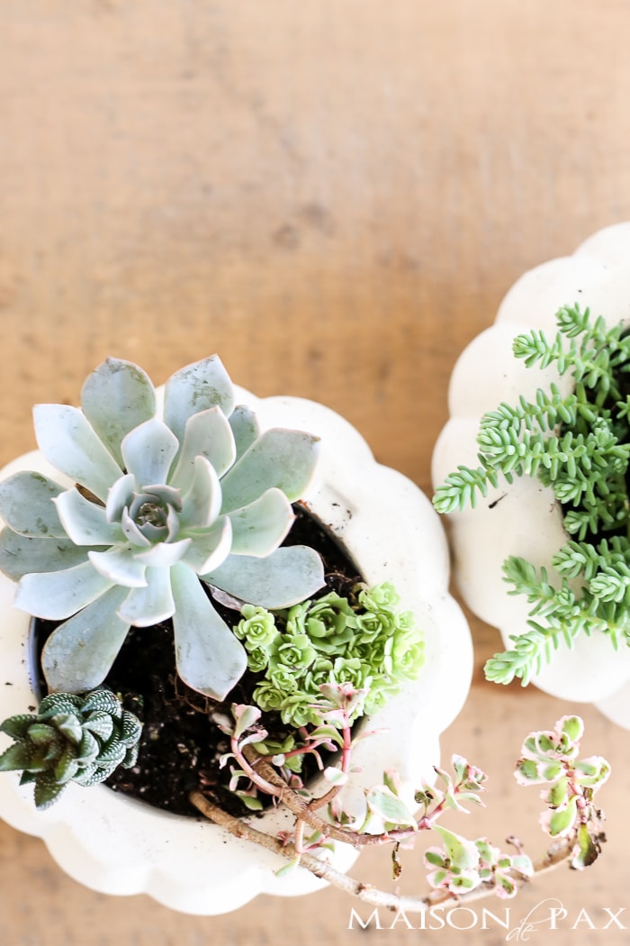 How to Make Fall Succulent Planters