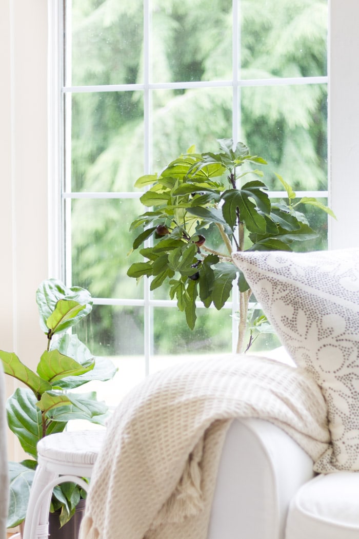 Fiddle leaf fig and white couch near window- Maison de Pax