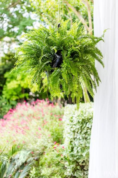 White outdoor curtains and leafy boston ferns make a gorgeous patio! Learn how to make a wine bottle plant waterer to keep your hanging plants hydrated! #winebottlewaterer #winebottle #upcycle #garden #gardening #diygardening #hangingplants #bostonfern #summergarden