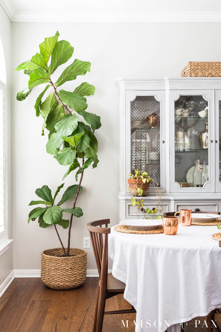 giant fiddle leaf fig in corner of dining room | Maison de Pax