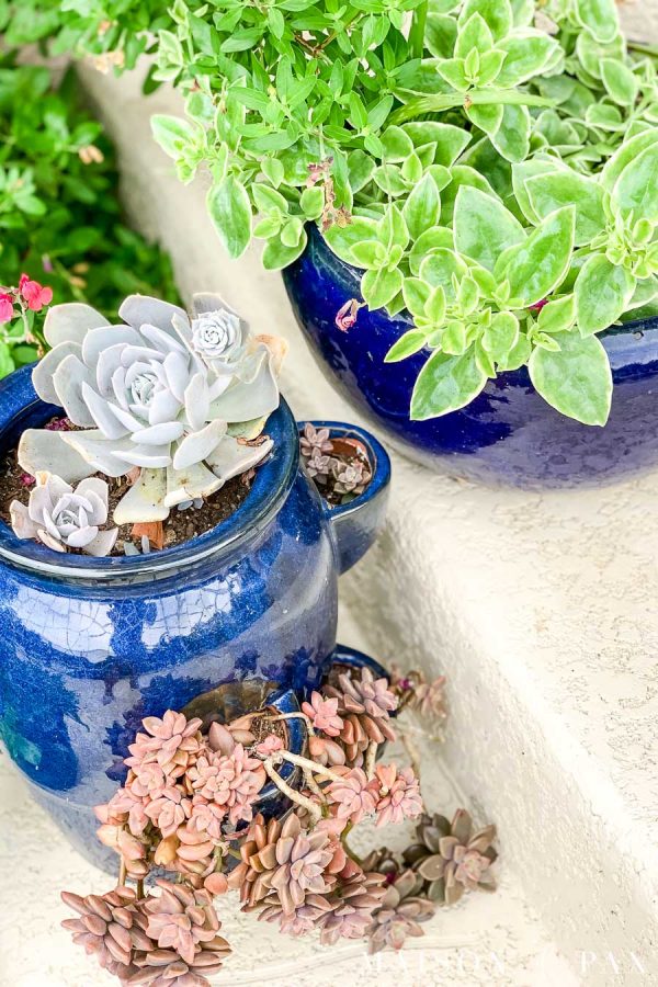 How to Propagate Succulents from Cuttings or Leaves - Maison de Pax