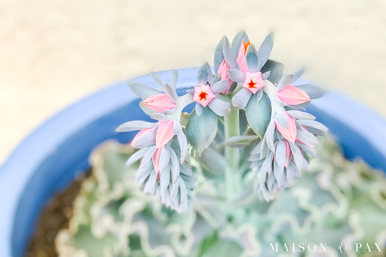 dusty blue succulent with pink and coral bloom | Maison de Pax