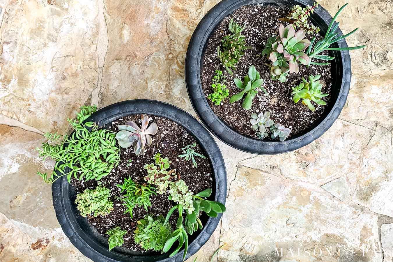 two black pots with a variety of green, blue, and purple succulents | Maison de Pax