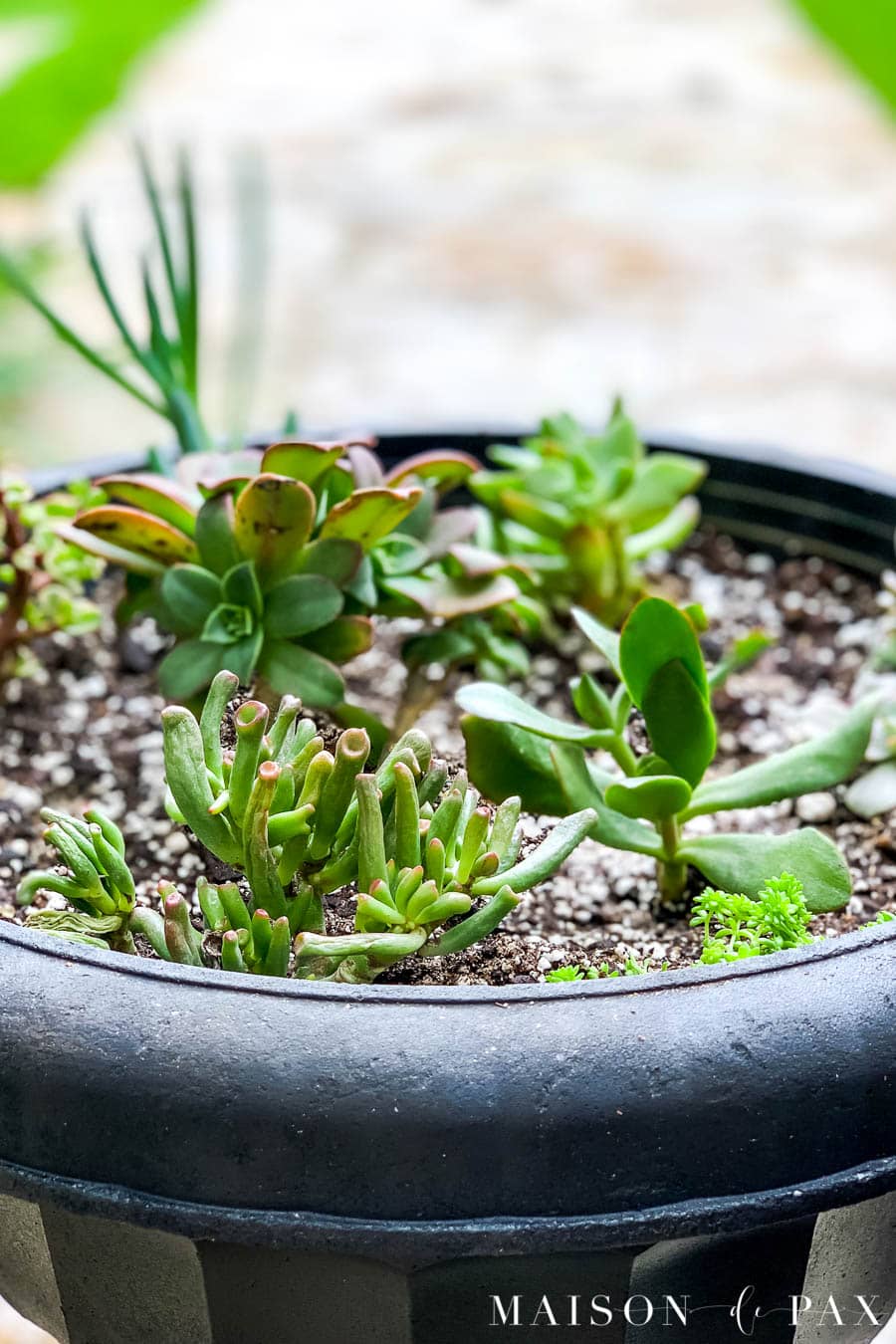small tube like green succulents in a succulent mix | Maison de Pax