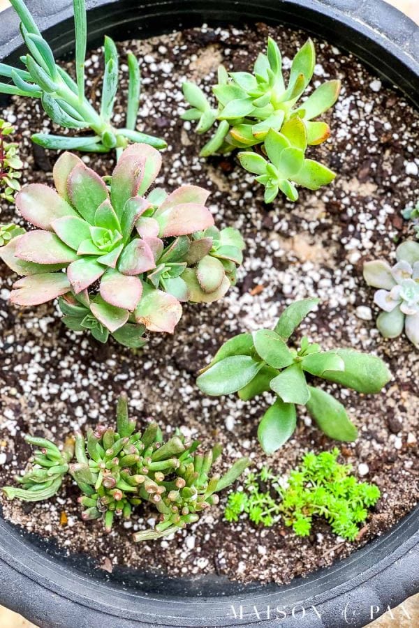 How to Propagate Succulents from Cuttings or Leaves - Maison de Pax