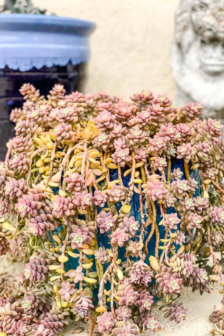 How to Propagate Succulents from Cuttings or Leaves - Maison de Pax