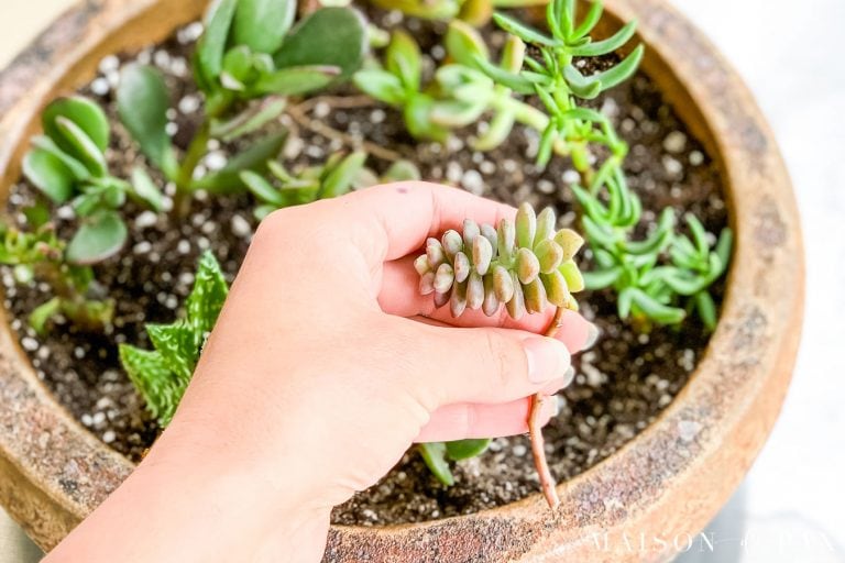How to Propagate Succulents from Cuttings or Leaves - Maison de Pax