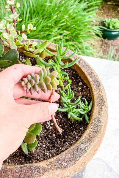 How to Propagate Succulents from Cuttings or Leaves - Maison de Pax