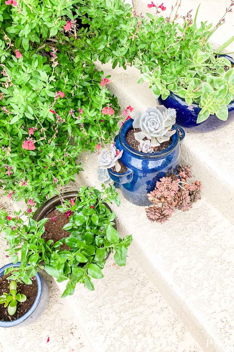 glazed blue and black pottery with various succulents and ice plants on porch steps | Maison de Pax