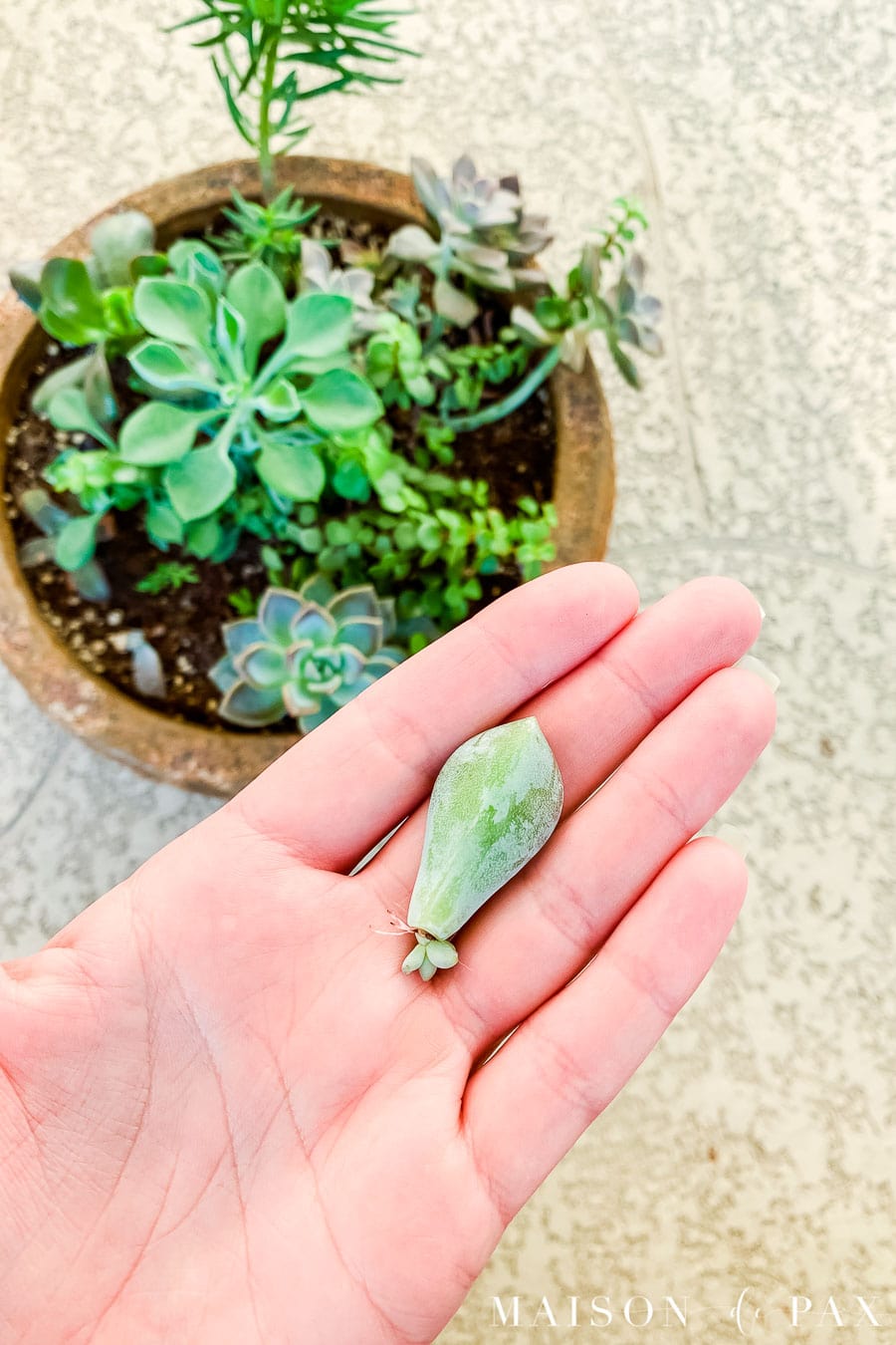 hand holding succulent leaf that has propagated with tiny new growth of roots and leaves | Maison de Pax