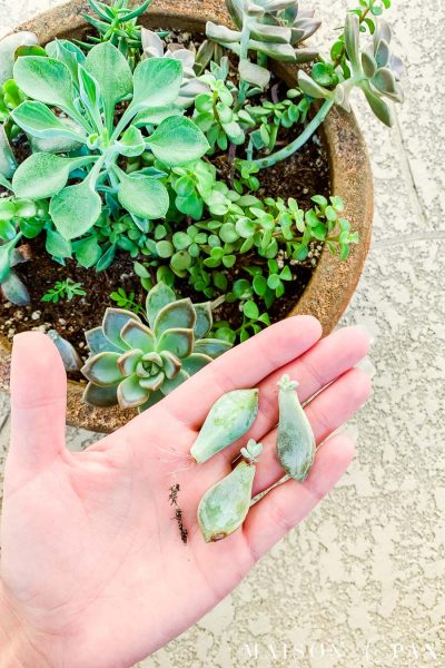 hand holding three small succulents that have propagated tiny new leaves and roots | Maison de Pax