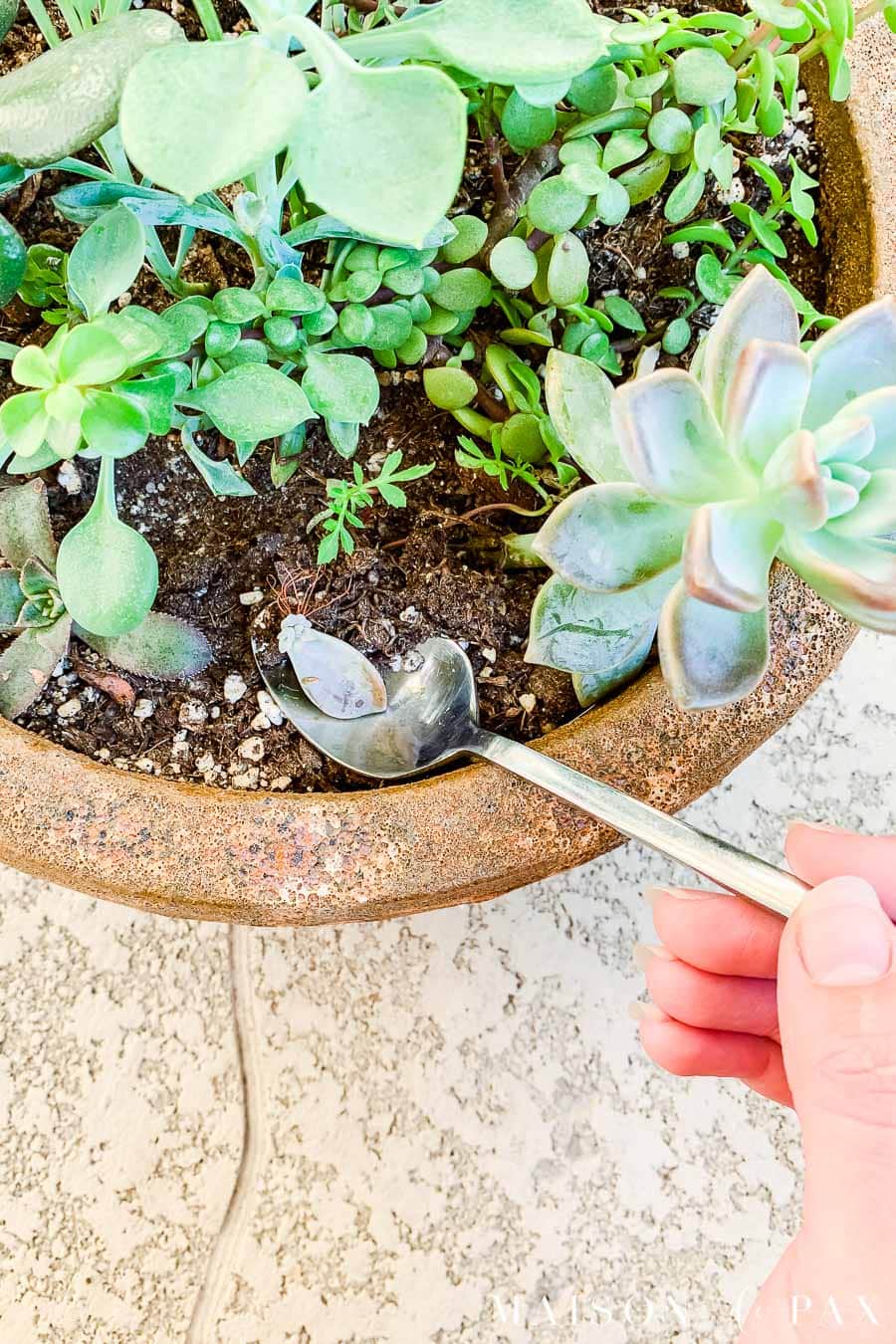 succulent leaf with new growth being replanted with a spoon | Maison de Pax