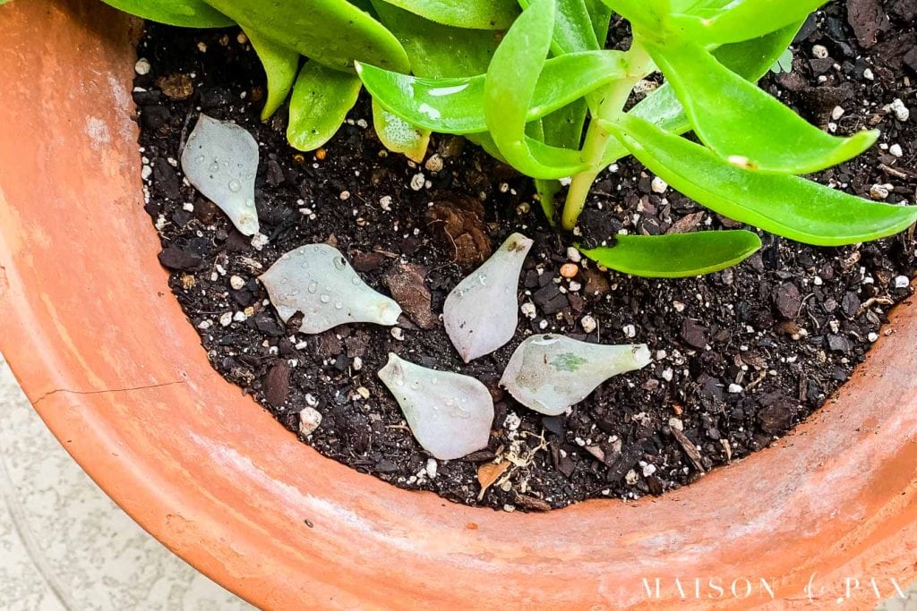 How to Propagate Succulents from Cuttings or Leaves - Maison de Pax