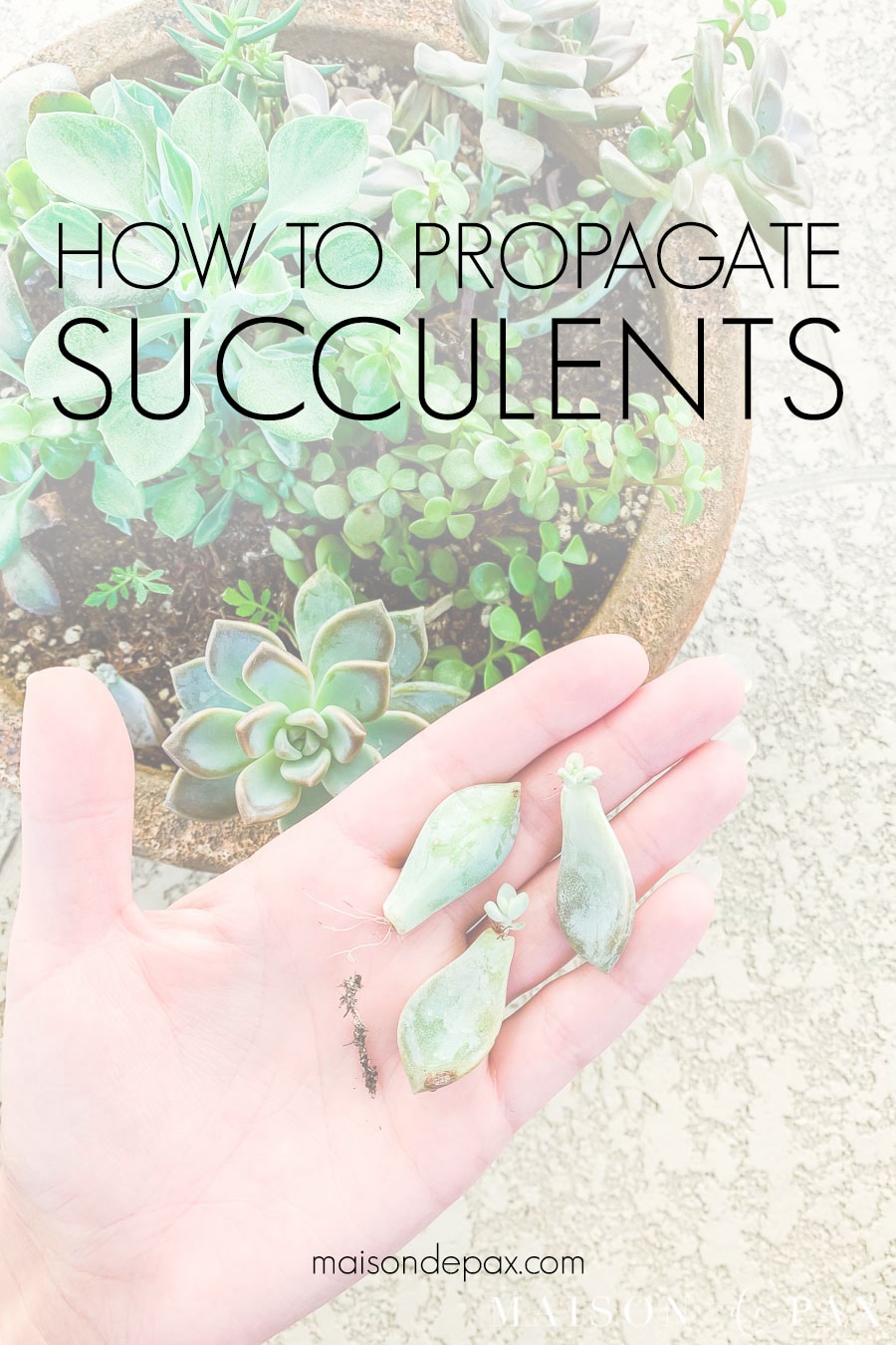 hand holding succulent leaves with new growth and overlay: how to propagate succulents | Maison de Pax
