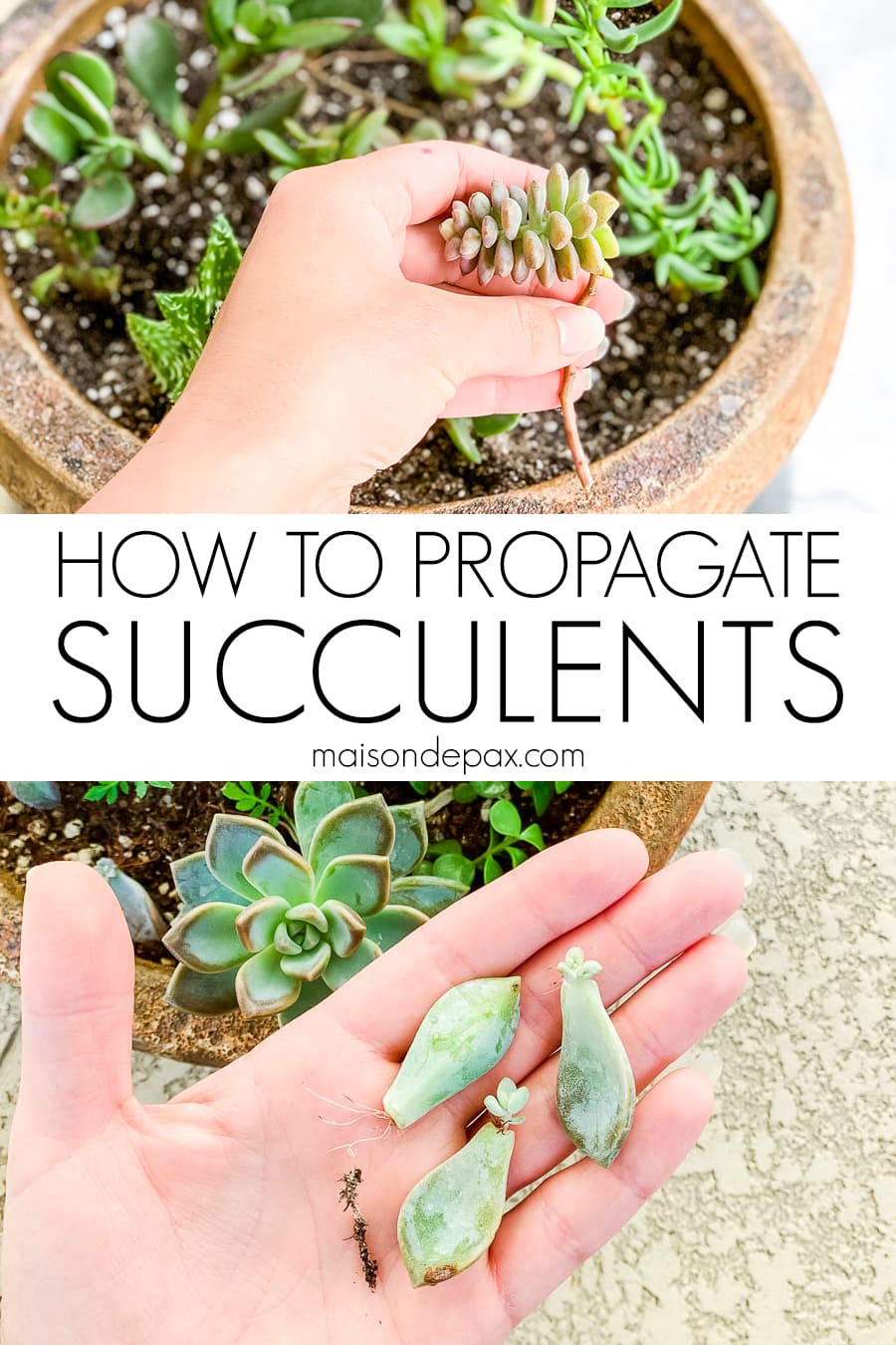 hands holding succulent cuttings and leaves for propagating with overlay: how to propagate succulents | Maison de Pax