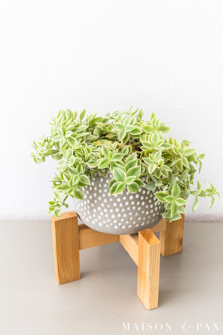ice plant in gray and white pot in modern cedar wood stand | Maison de Pax