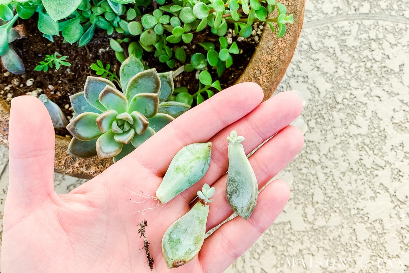 how to propagate succulents from clippings | Maison de Pax