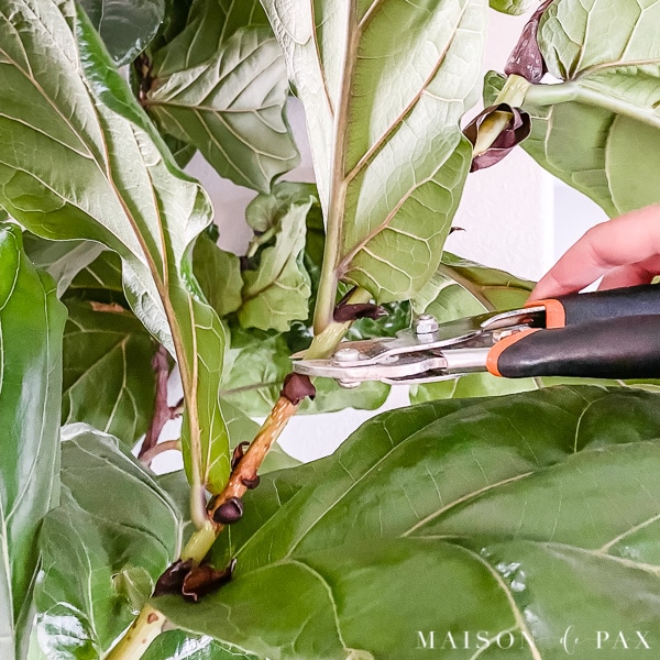 where to cut fiddle leaf fig clipping | Maison de Pax