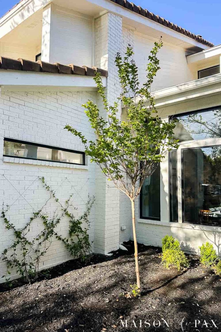 DIY wire trellis for star jasmine on a white brick wall with a diamond pattern in a front yard garden